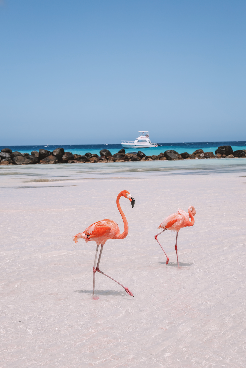 Pink flamingos on Iguana Beach - Aruba - ABC Islands