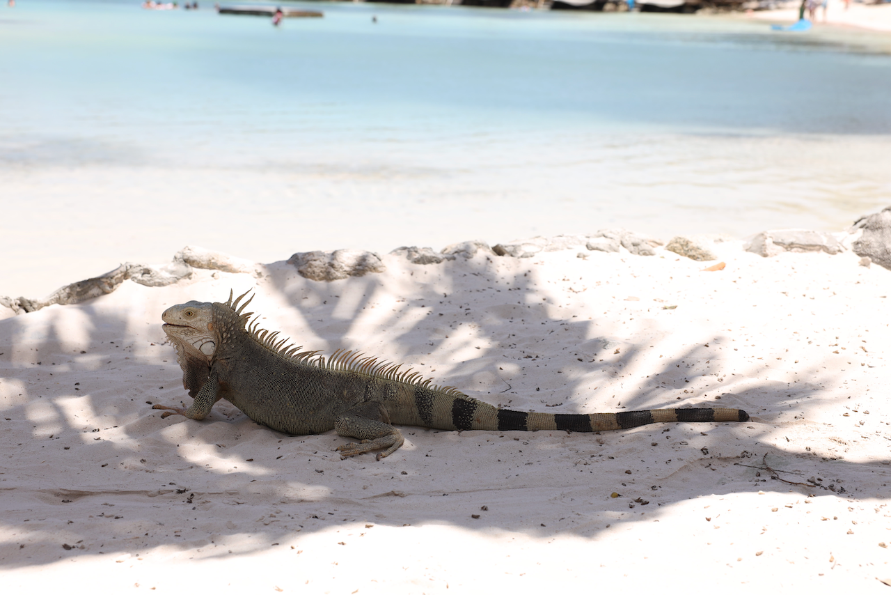 Giant iguana on Renaissance Island - Aruba - ABC Islands