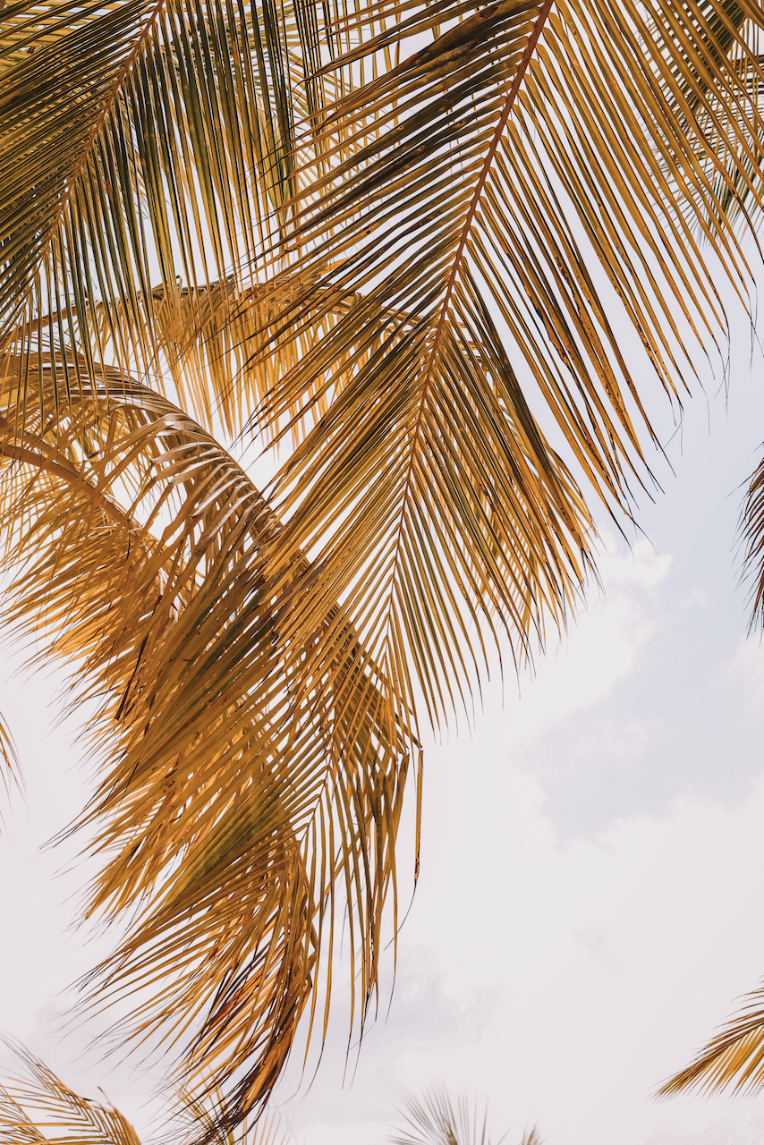 Yellow palms in the wind - Aruba - ABC Islands