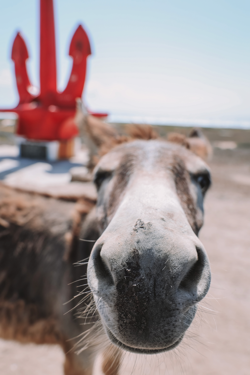 Curious donkey face - Aruba - ABC Islands