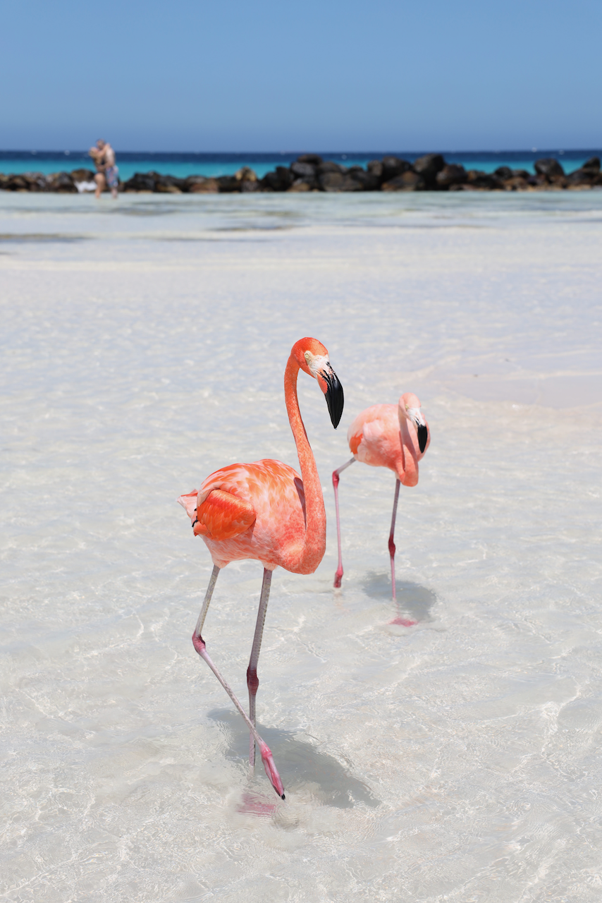 Two flamingos walking towards me on Renaissance Island - Aruba - ABC Islands