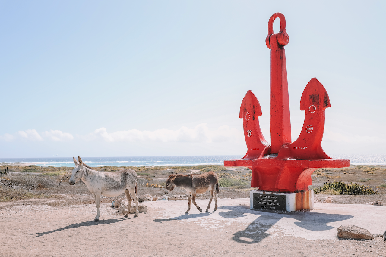 Red Anchor and some donkeys - Aruba - ABC Islands