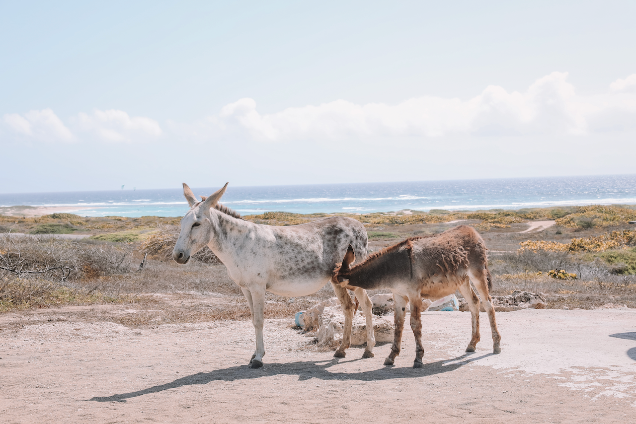 Une maman et son bébé âne - Aruba - Îles ABC - Caraïbes