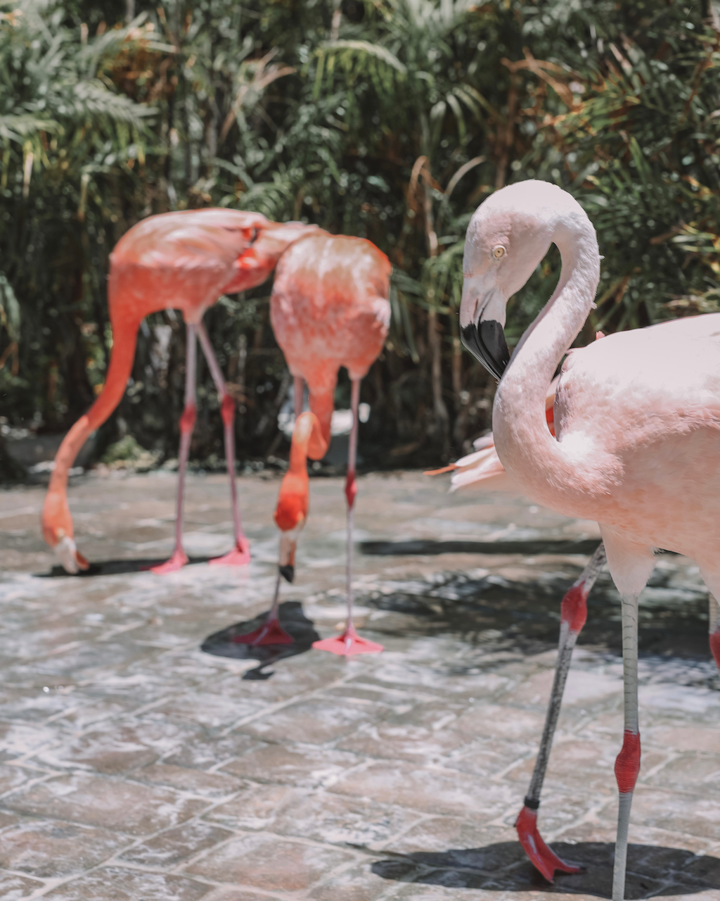 A bunch of flamingos drinking water - Aruba - ABC Islands