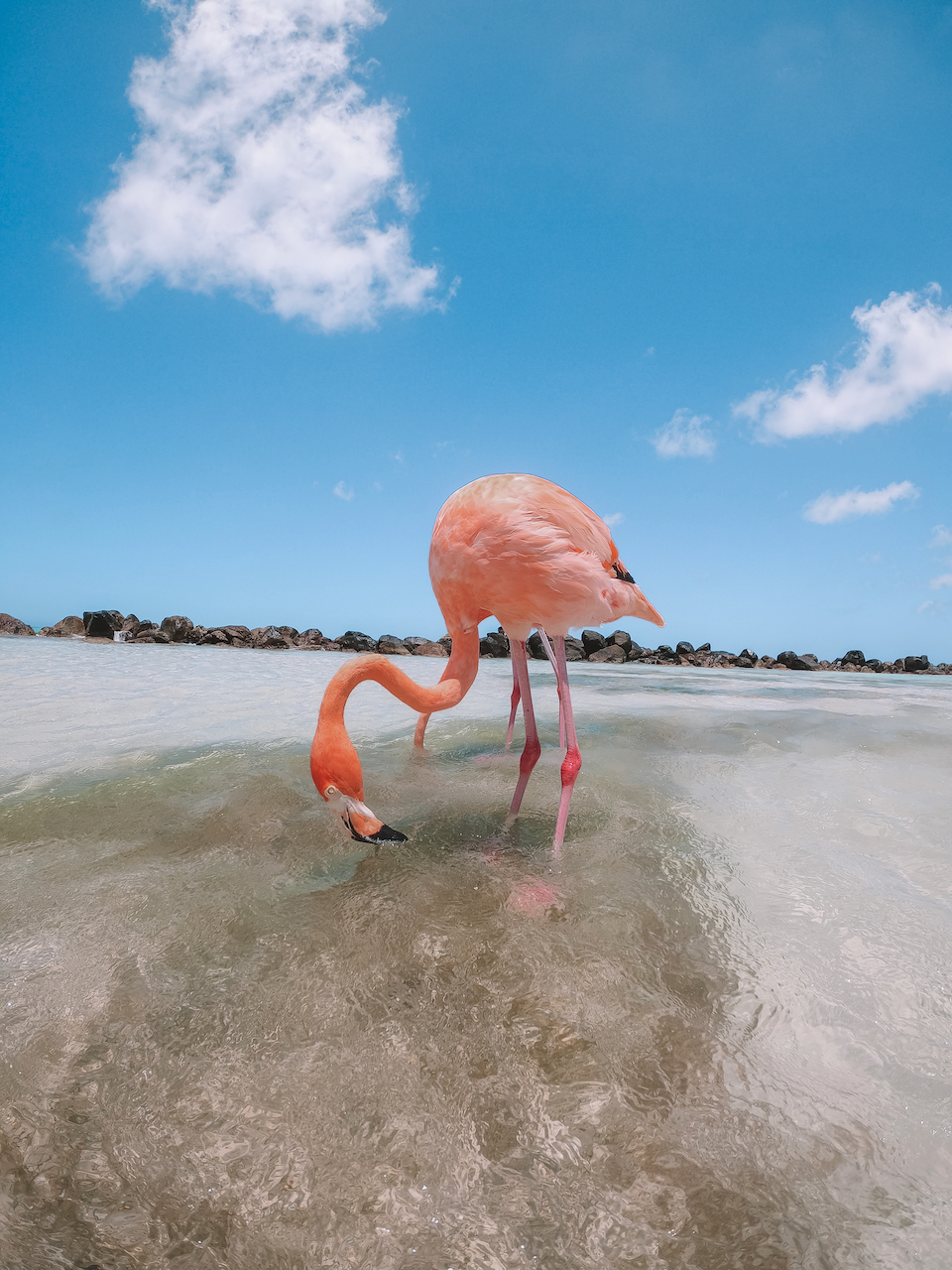 Un flamant rose cherchant à manger à Iguana Beach - Aruba - Îles ABC - Caraïbes