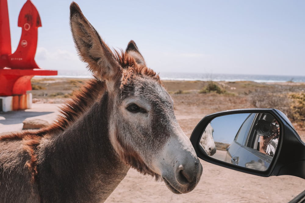 Curious donkey coming to car - Red Anchor - Aruba - ABC Islands