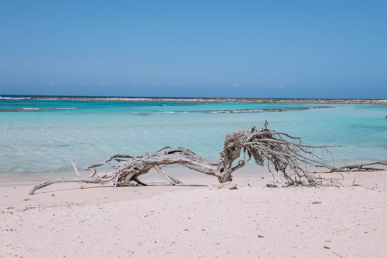 Dead tree at Baby Beach - Aruba - ABC Islands