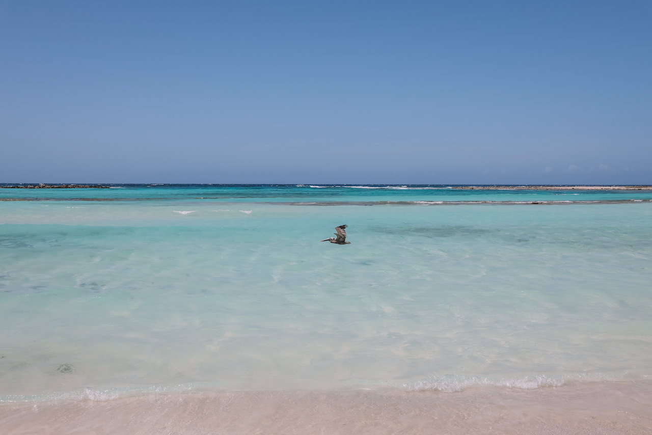 Un pélican qui survole la plage de Baby Beach - Aruba - Îles ABC - Caraïbes