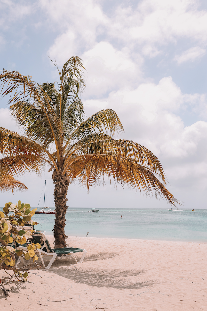 Solitary palm tree on Palm Beach - Aruba - ABC Islands