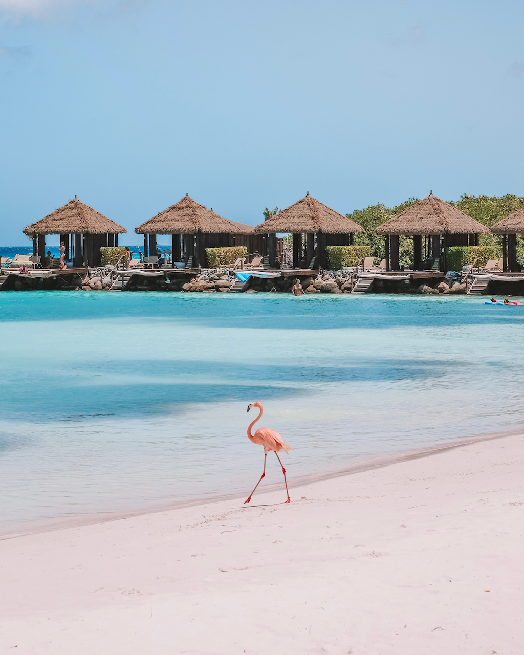 Un flamant rose solitaire part en baignade - Iguana Beach - Renaissance Island Resort - Aruba - Îles ABC - Caraïbes