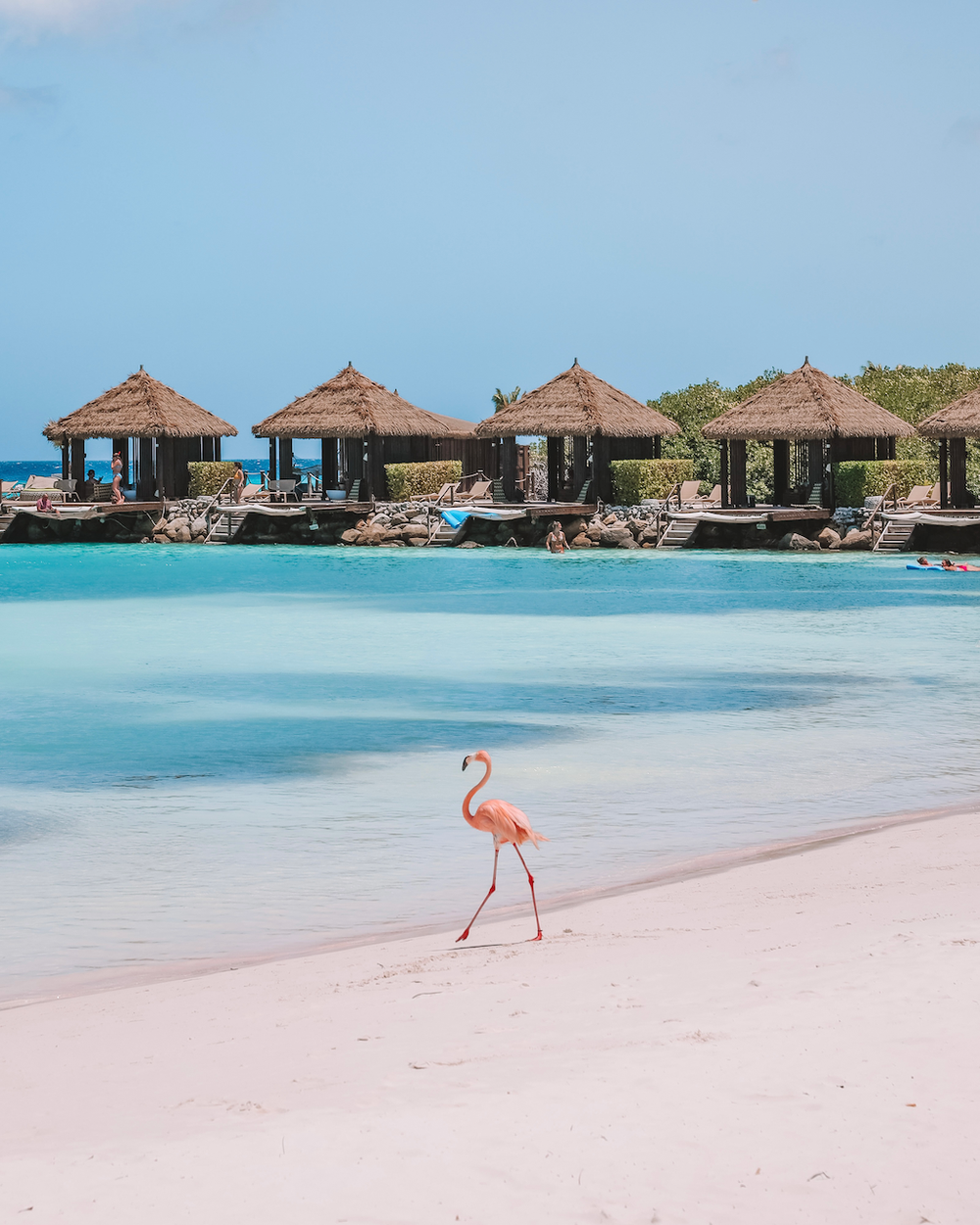 Solo flamingo going in for a dip - Iguana Beach - Renaissance Island Resort - Aruba - ABC Islands