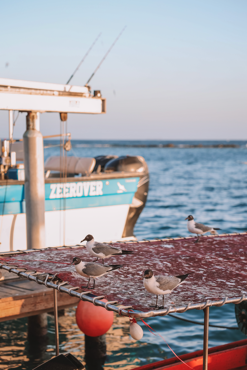 Des goélands qui attendent de manger - Zeerover - Aruba - Îles ABC - Caraïbes