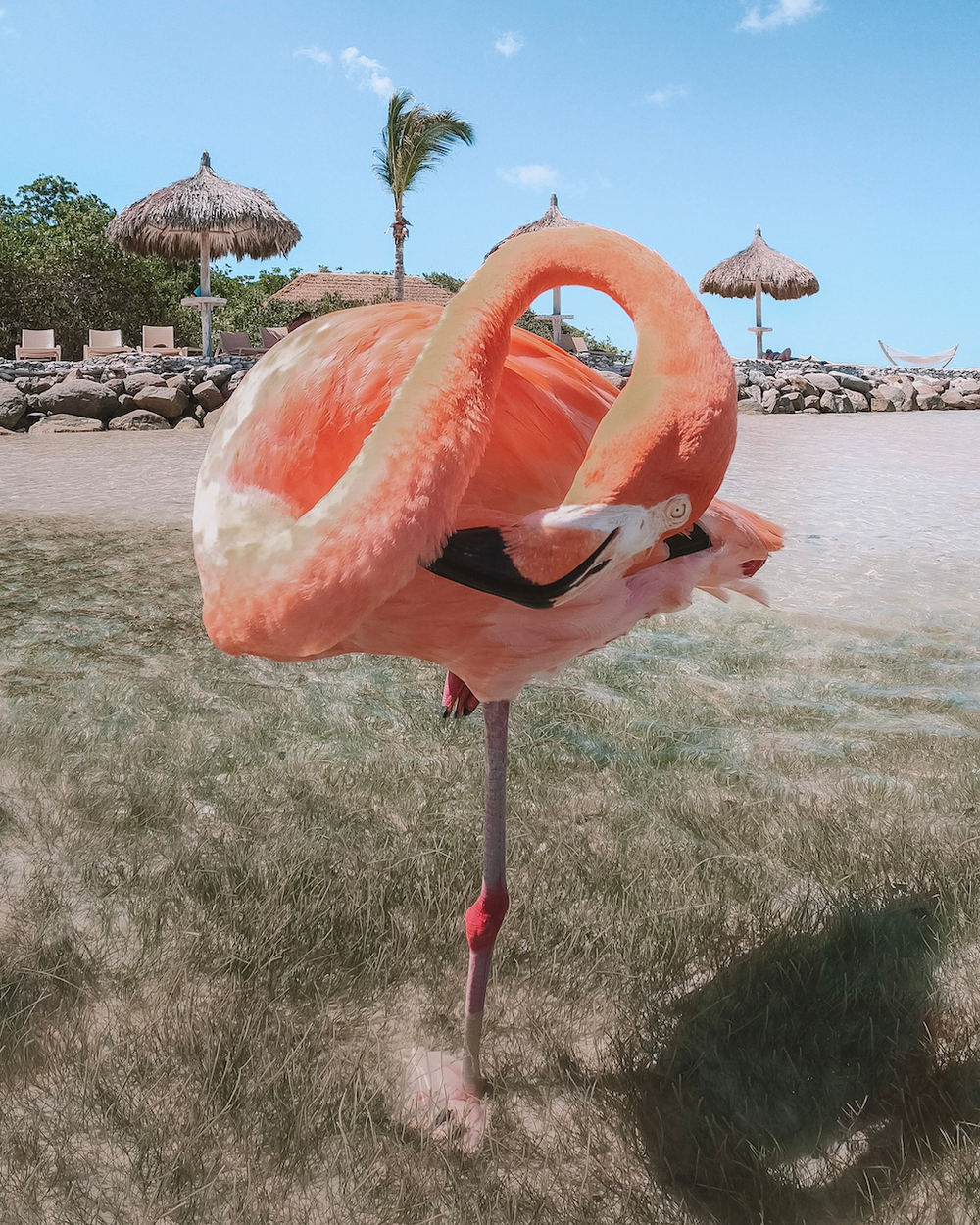 Flamingo upside down - Aruba - ABC Islands