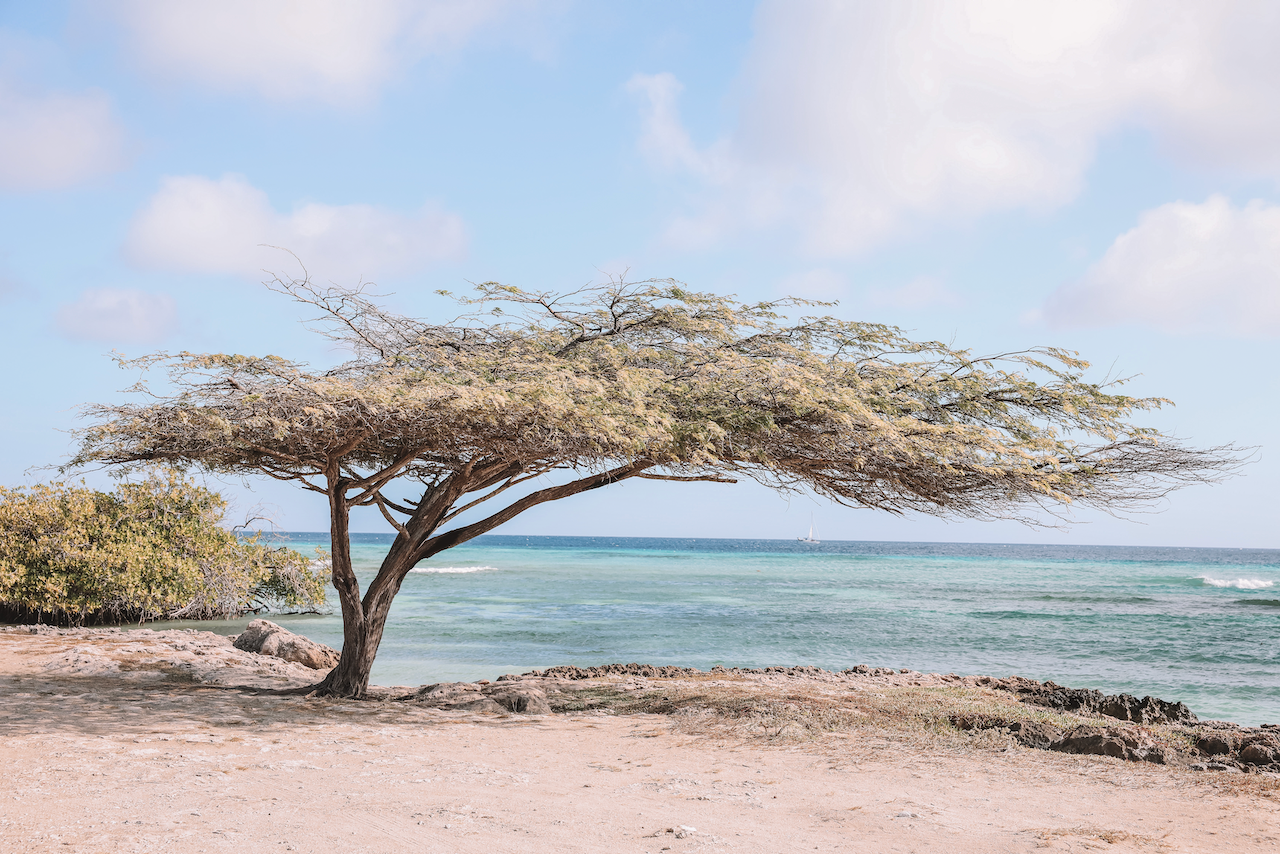 Joli arbre devant la mer à Santo Largo - Aruba - Îles ABC - Caraïbes