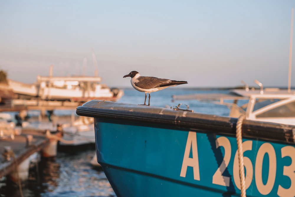 Seagull patiently waiting for dinner at Zeerover - Aruba - ABC Islands