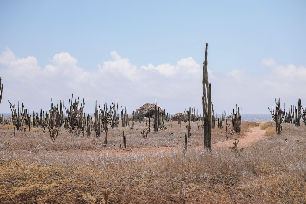 A road full of cactus - Washington-Slagbaai National Park - Bonaire - ABC Islands