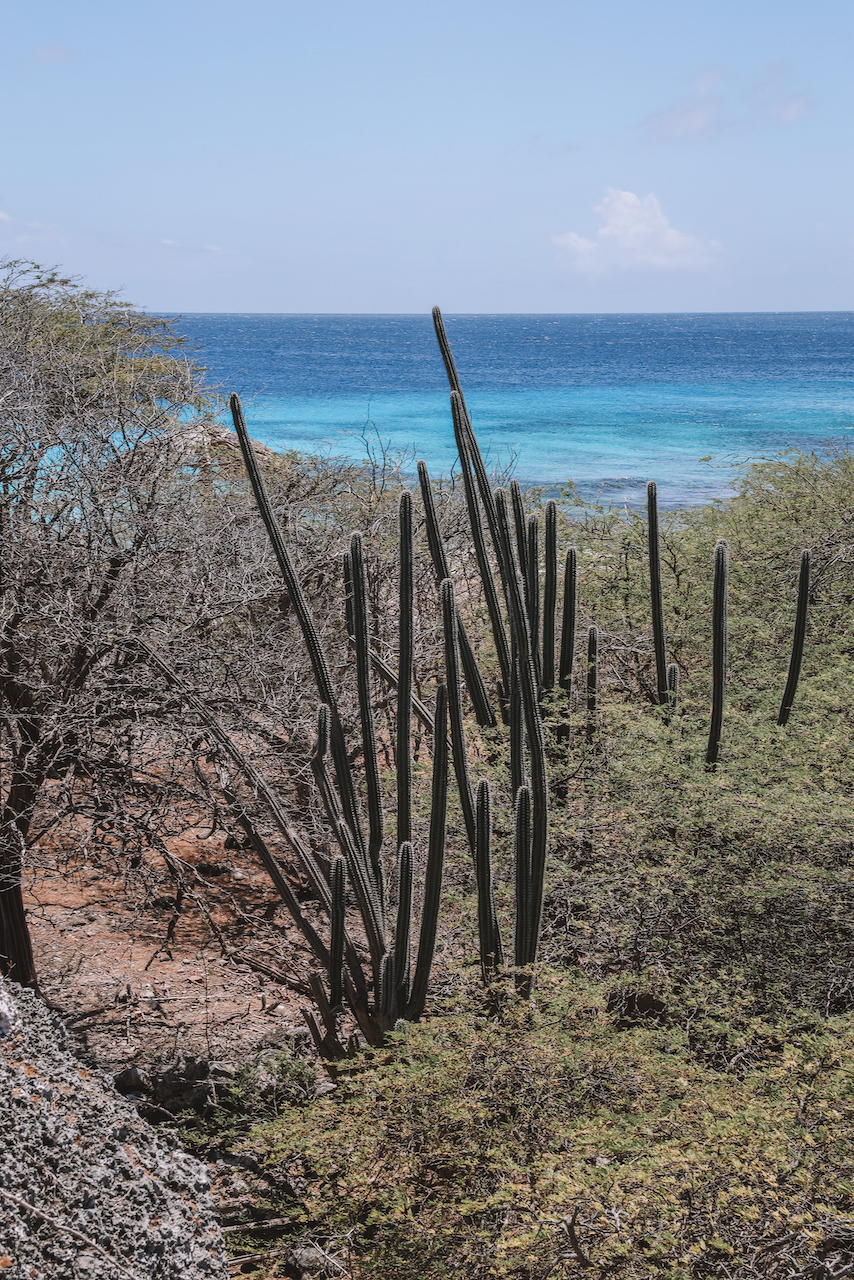 Cactus in Washington-Slagbaai National Park - Bonaire - ABC Islands