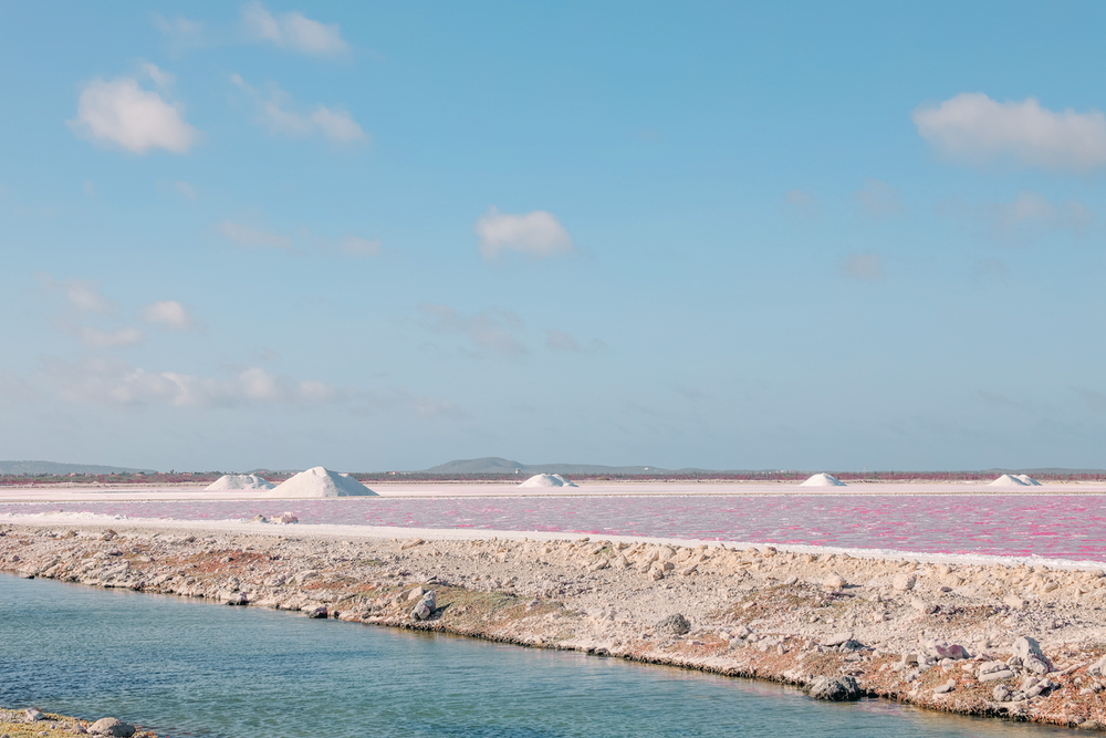 Pink on Blue - Bonaire - ABC Islands