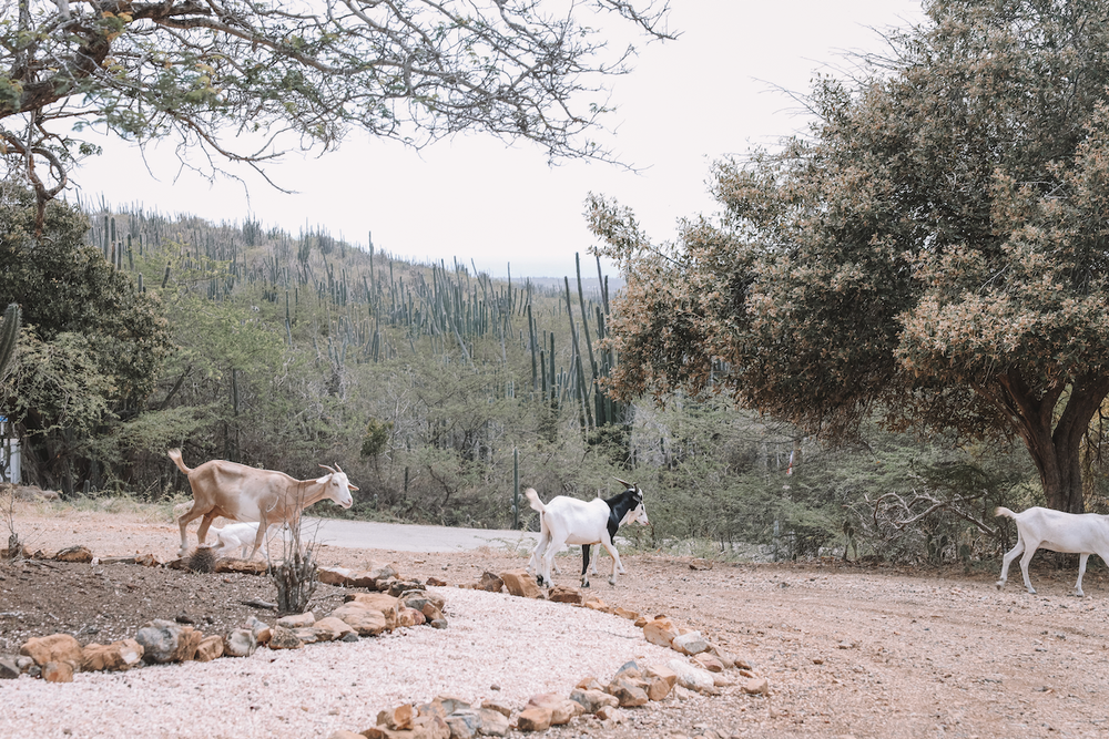 The goats of Posada Para Mira - Rincon - Bonaire - ABC Islands