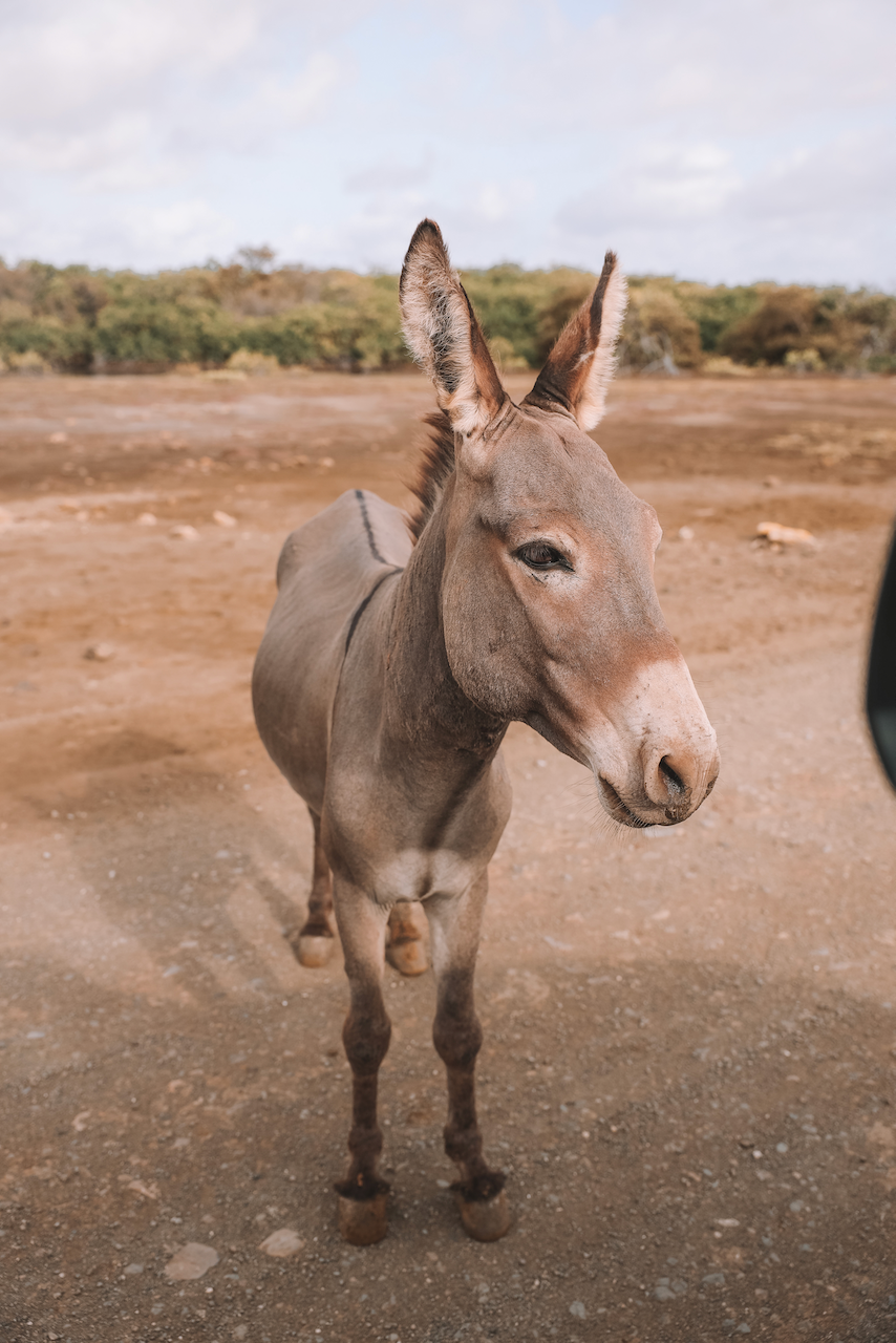 Donkey on the way to Lac Cai Beach - Bonaire - ABC Islands