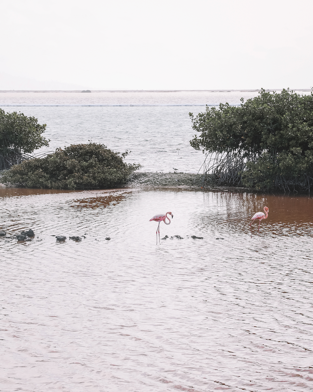 Flamingo Sanctuary - Bonaire - ABC Islands