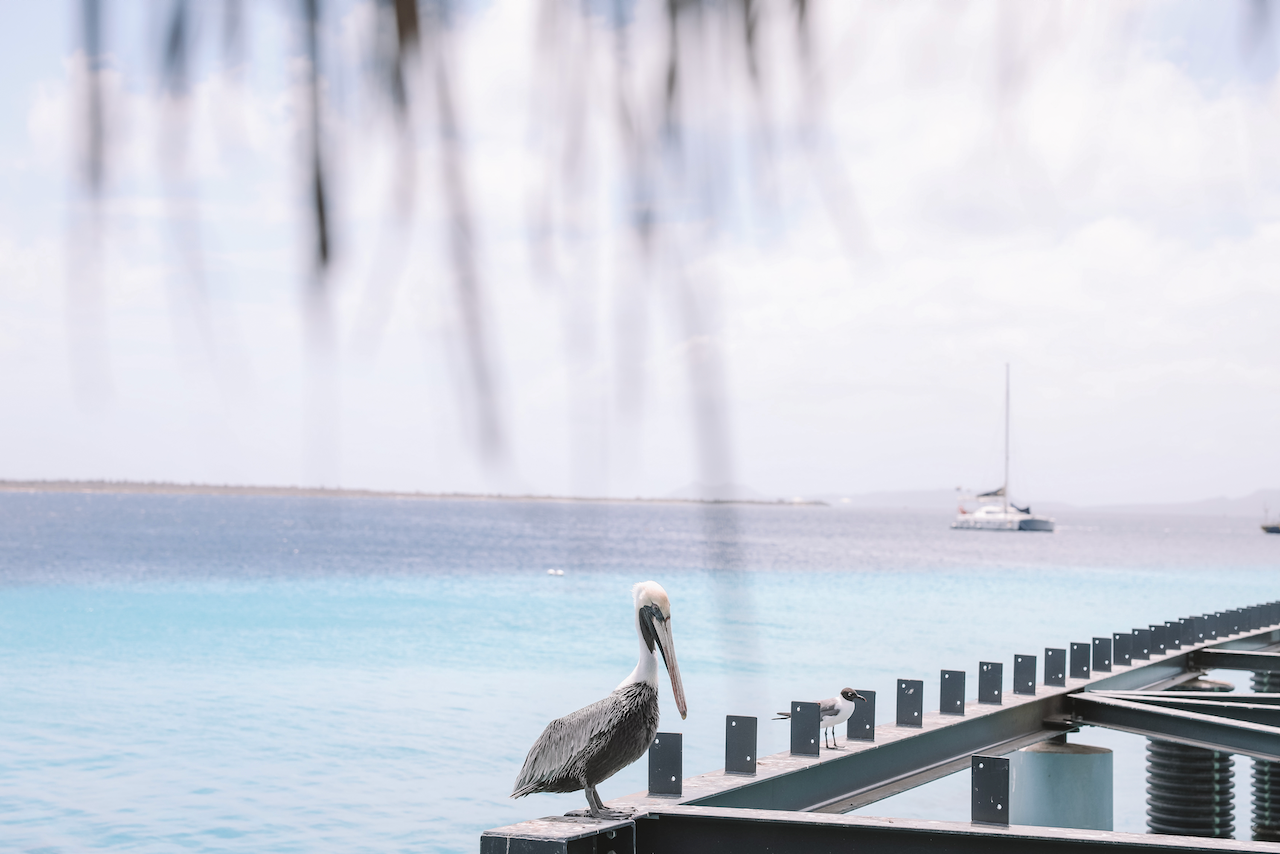 Pelican chilling at Karels Beach Bar - Bonaire - ABC Islands