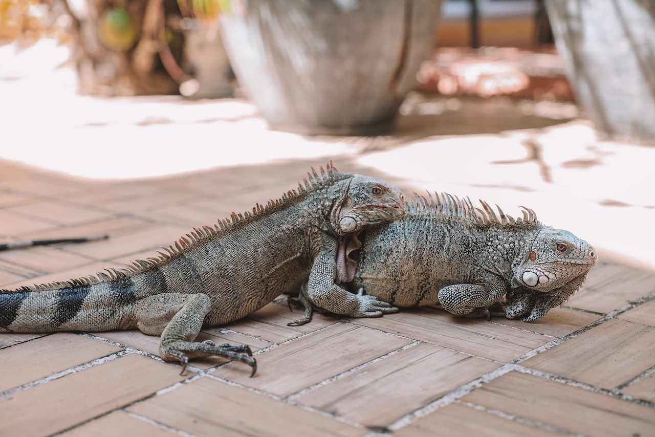 Deux iguanes géants à Playa Lagun - Curaçao - Îles ABC - Caraïbes