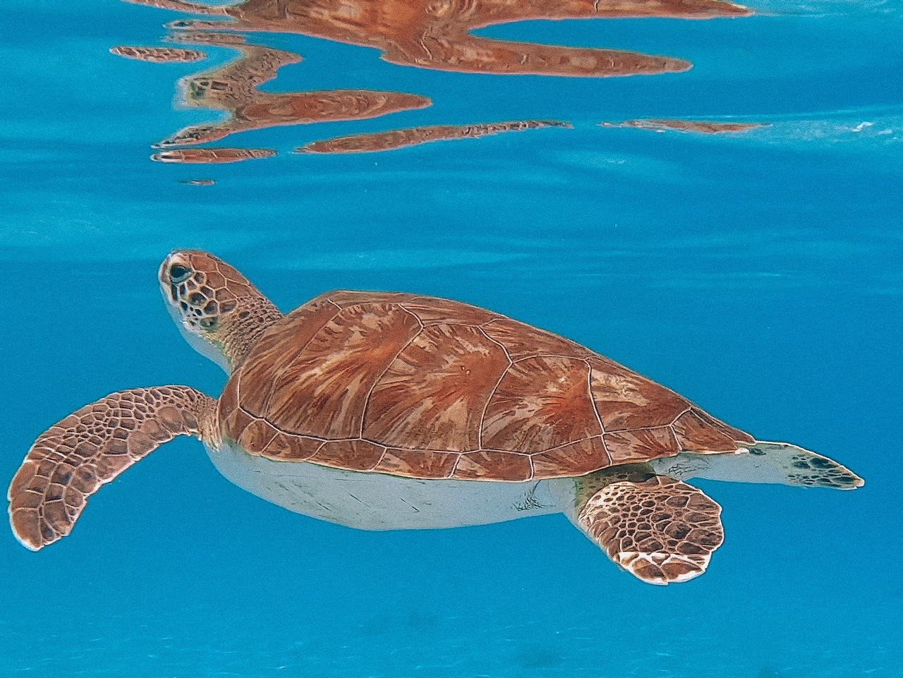 Turtle coming up to the surface to breathe - Grote Knip - Curaçao - ABC Islands