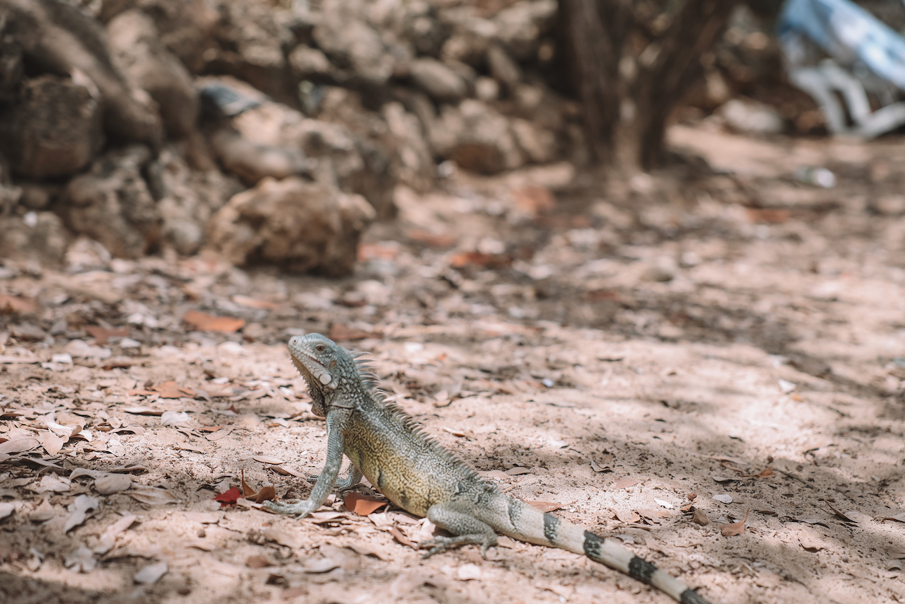 Cute iguana on the beach at Playa Porto Marie - Curaçao - ABC Islands