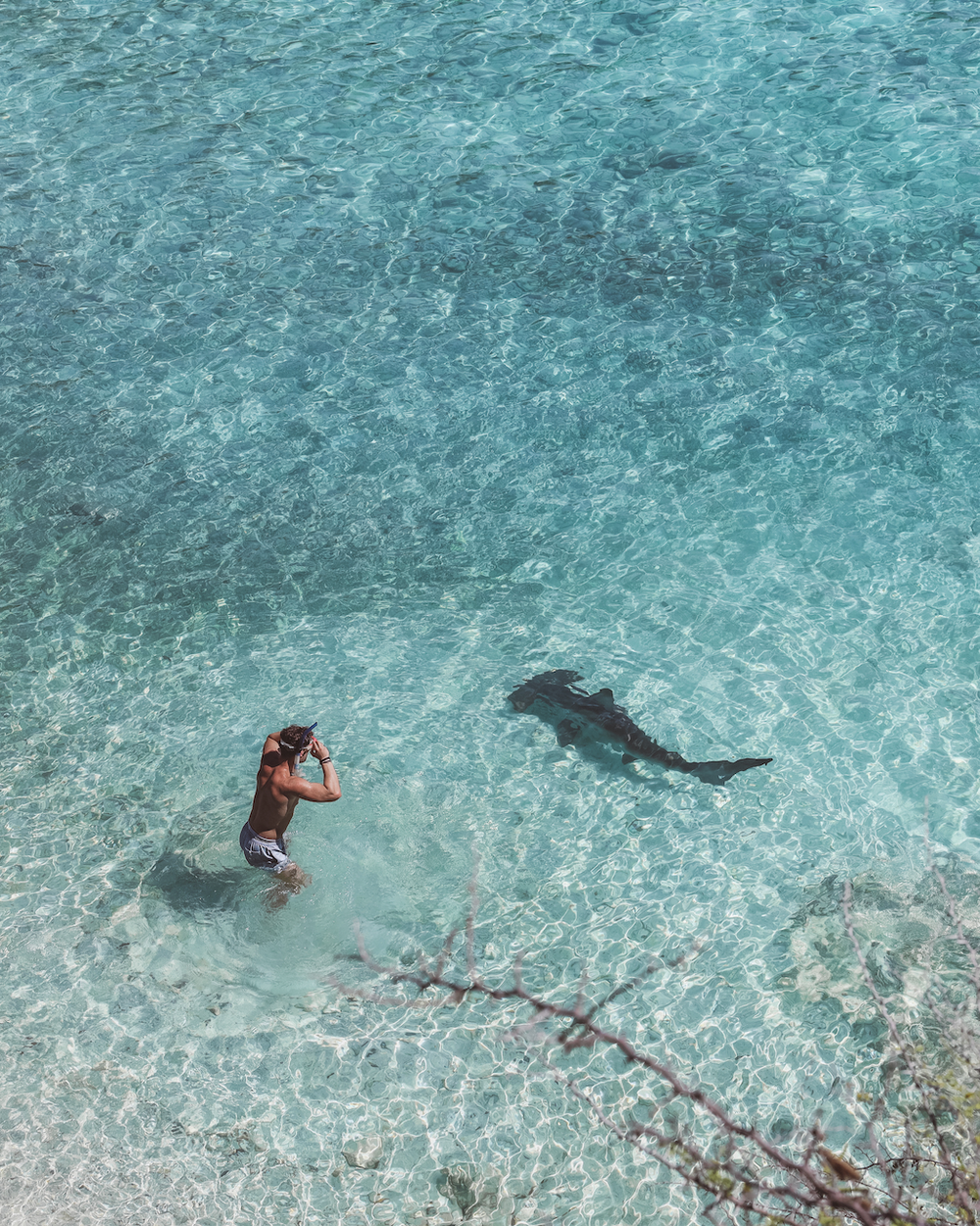 Hammerhead Shark and a swimmer at Playa Lagun - Curaçao - ABC Islands