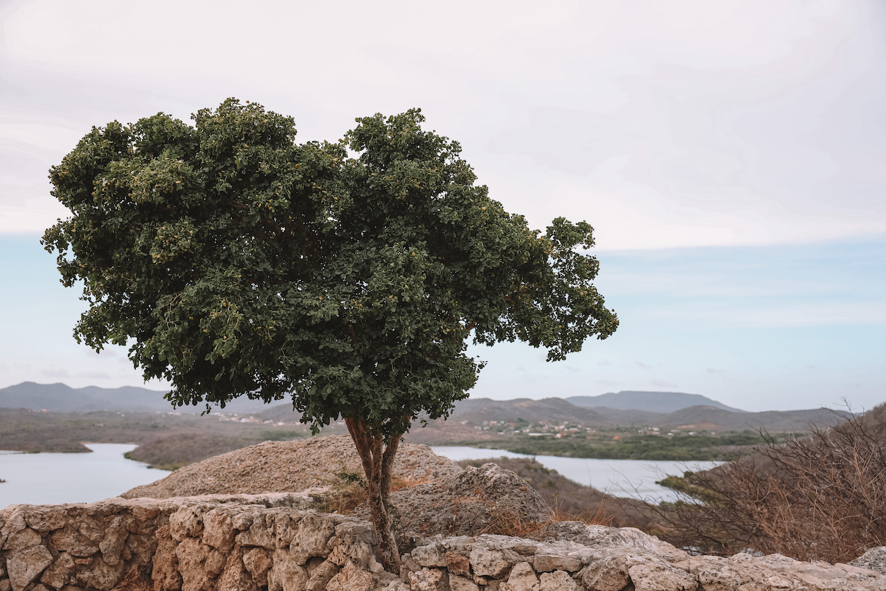 Joli arbre à Santa Martha Lookout - Curaçao - Îles ABC - Caraïbes