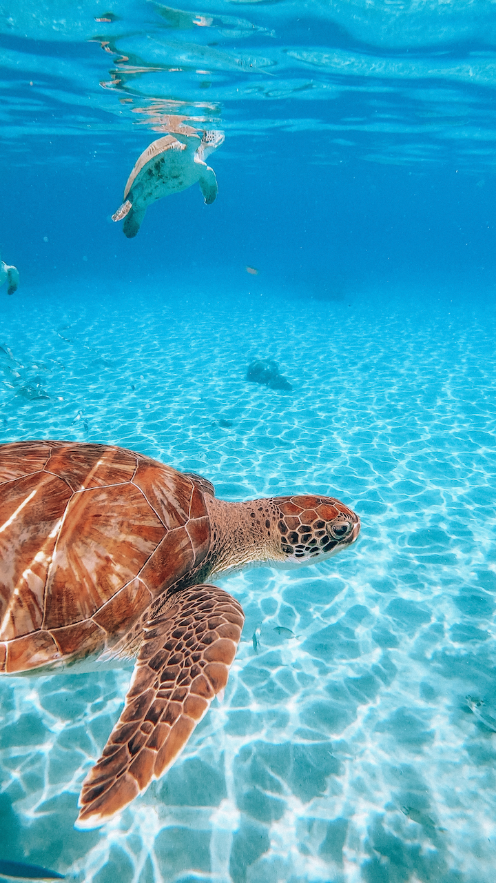 Invasion de tortues à Playa Piskado - Curaçao - Îles ABC - Caraïbes