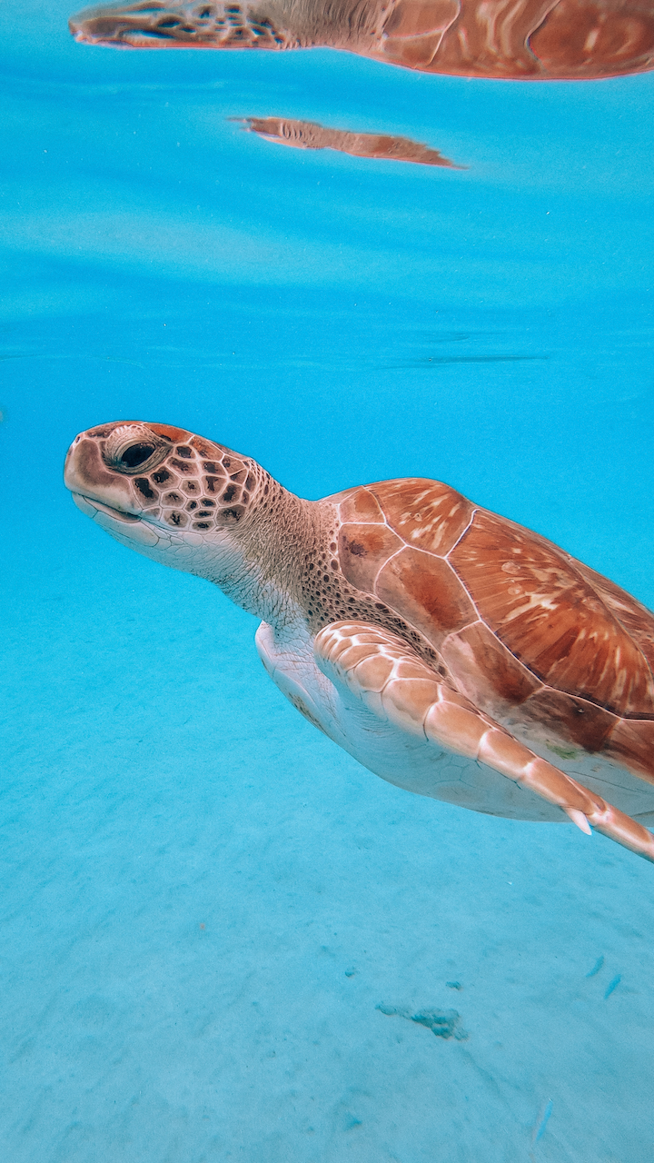 Cute turtle at Playa Piskado - Curaçao - ABC Islands