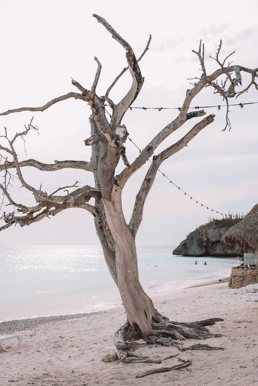 Cute decorated tree in Cas Abao - Curaçao - ABC Islands