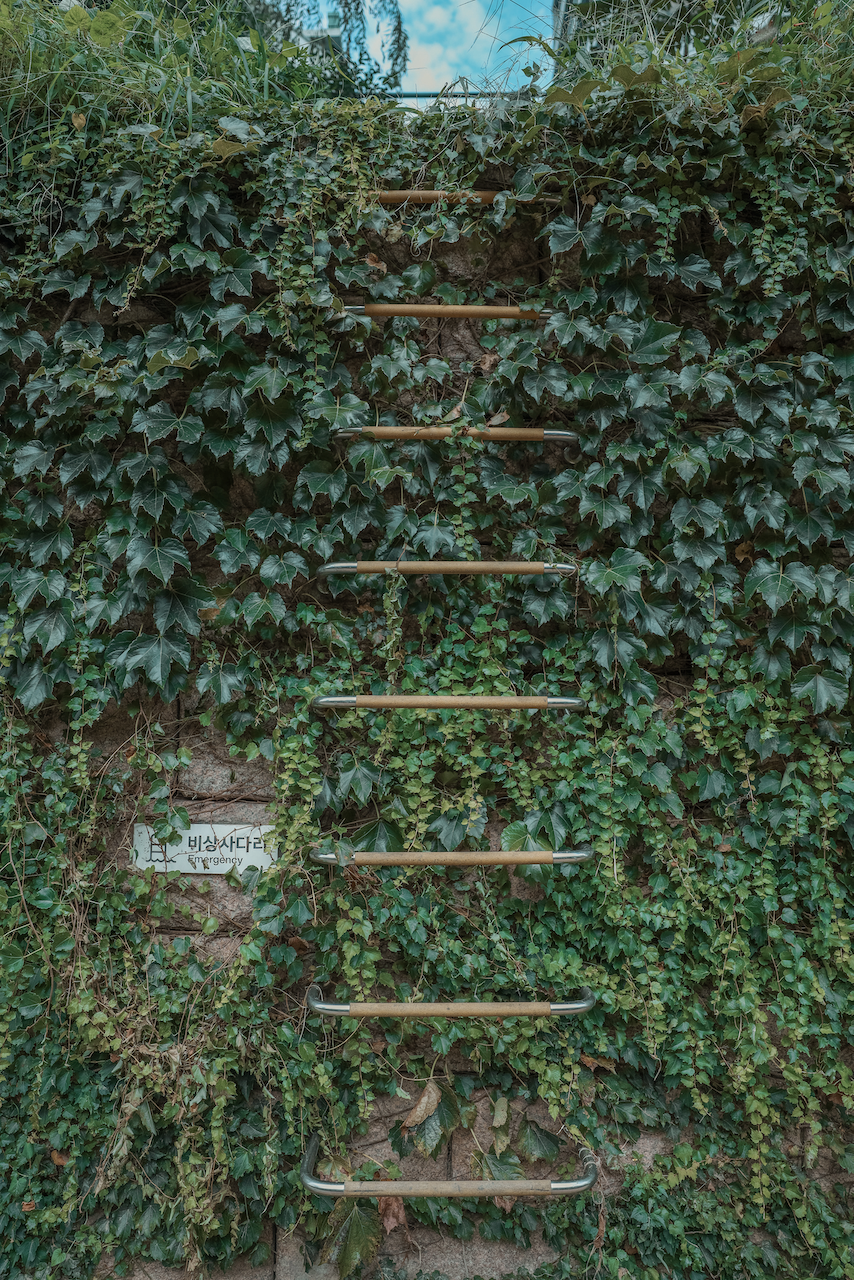 Cute ladder covered in ivy - Seoul - South Korea