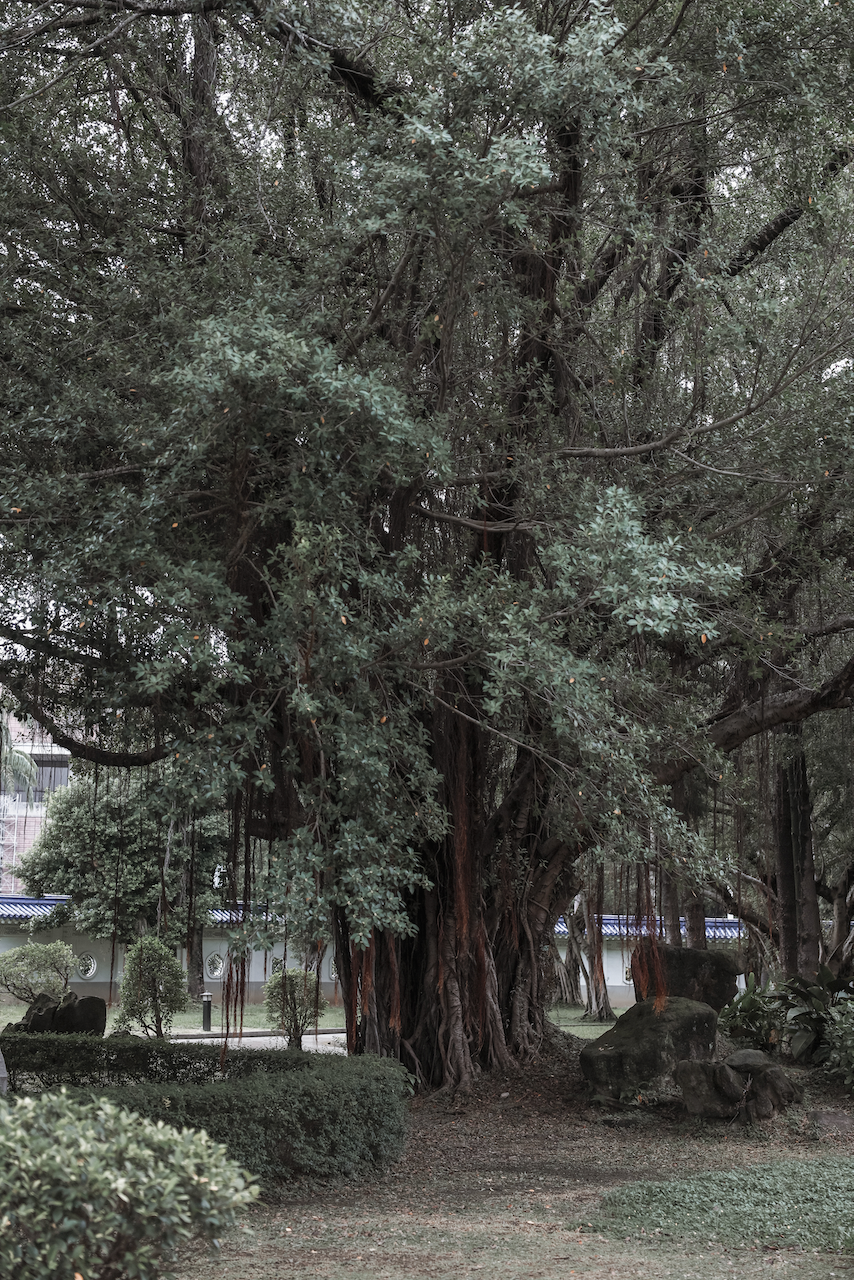 Stunning century tree - Liberty Square Hall - Taipei - Taiwan