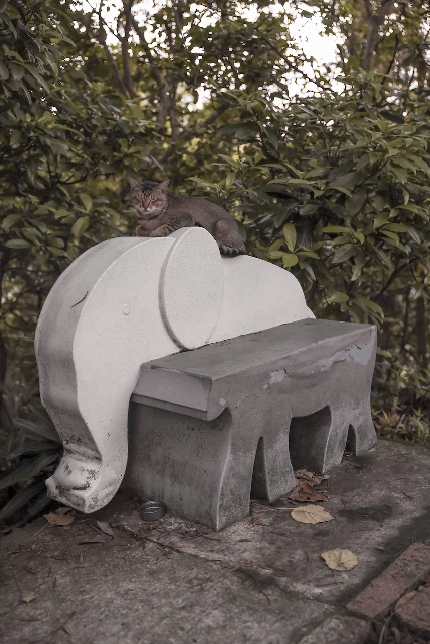Un chat qui dort sur un banc en forme d'éléphant - Elephant Peak - Taipei - Taïwan