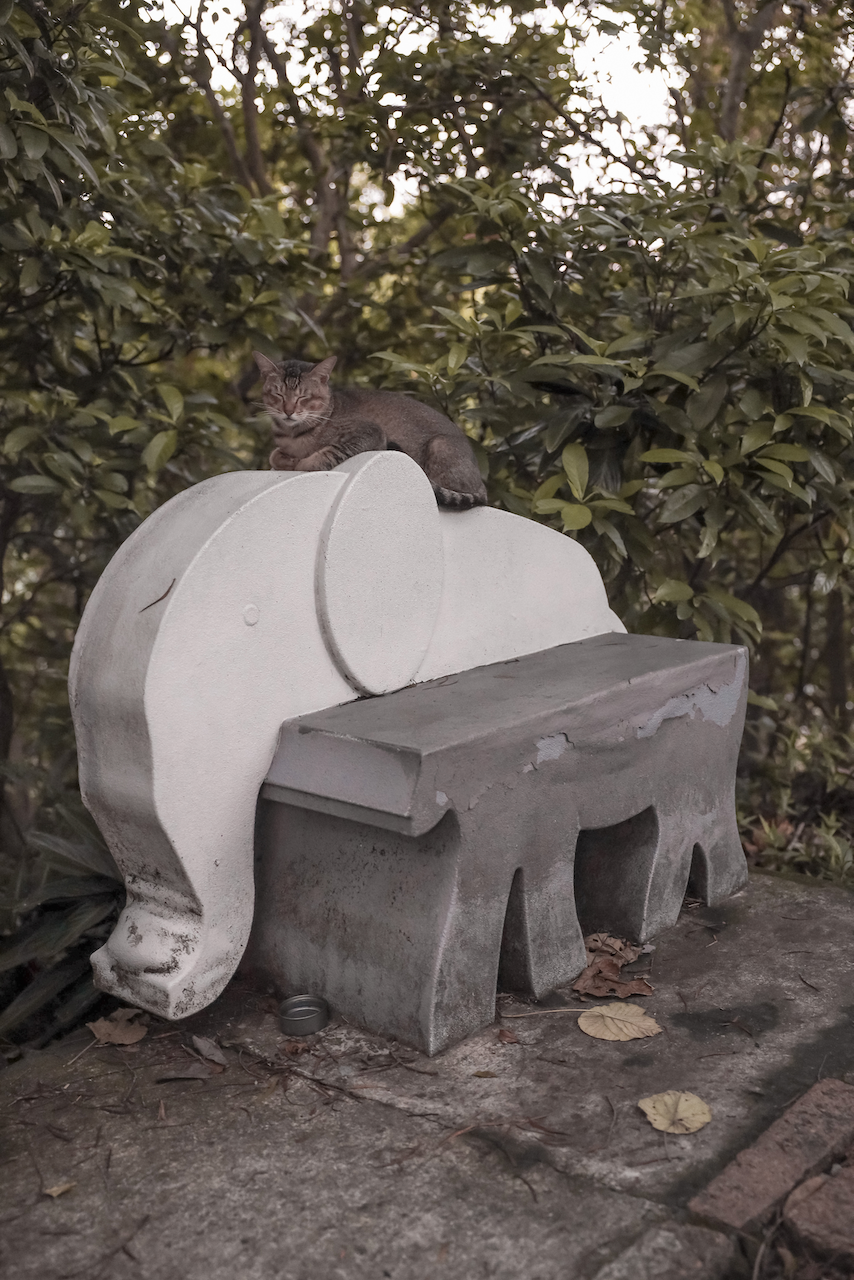 A cat sleeping on an elephant Bench - Elephant Peak - Taipei - Taiwan