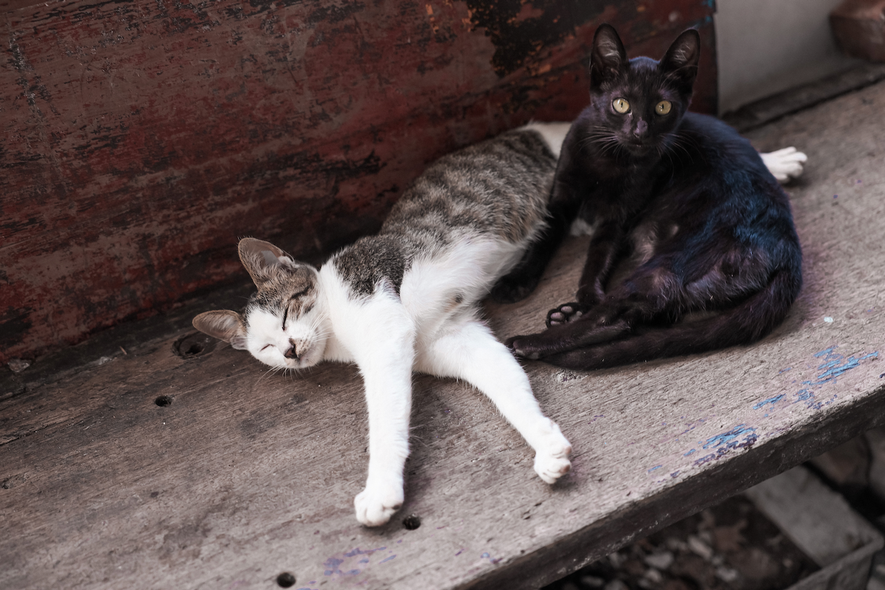 Deux chats dans la vieille ville de Jiufen - Taipei - Taïwan