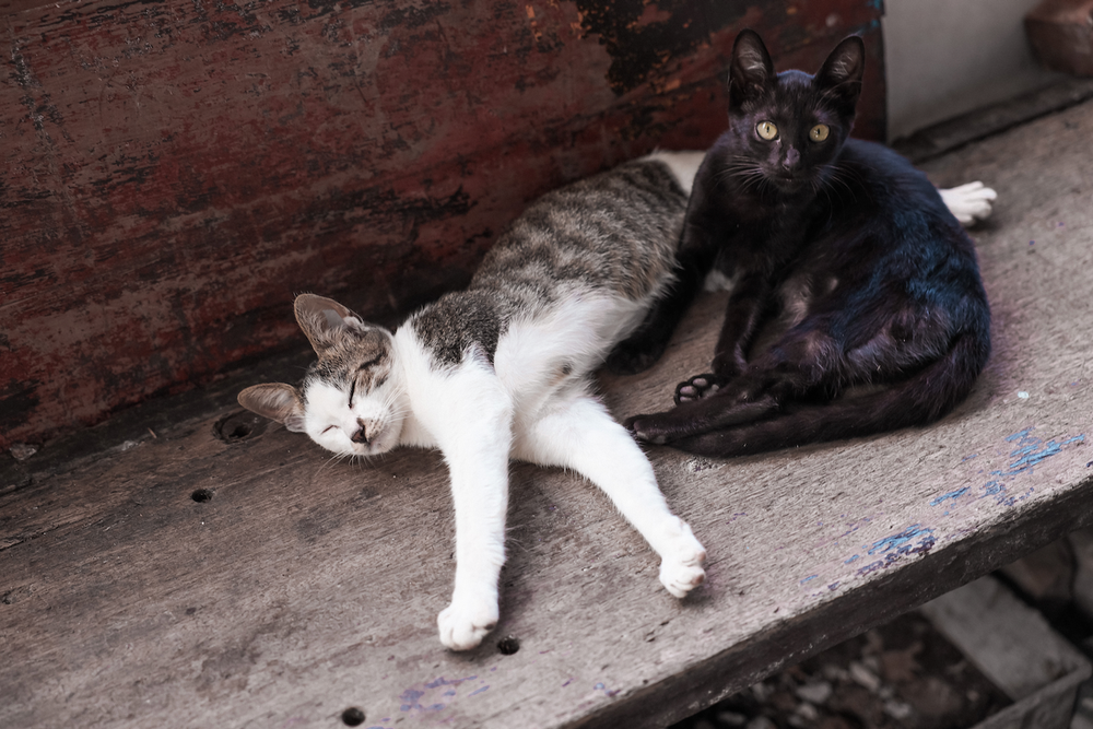 Two cats hanging out around Jiufen - Taipei - Taiwan