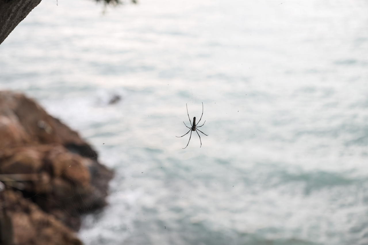 Big spider at Sai Wan Swimming Shed - Hong Kong