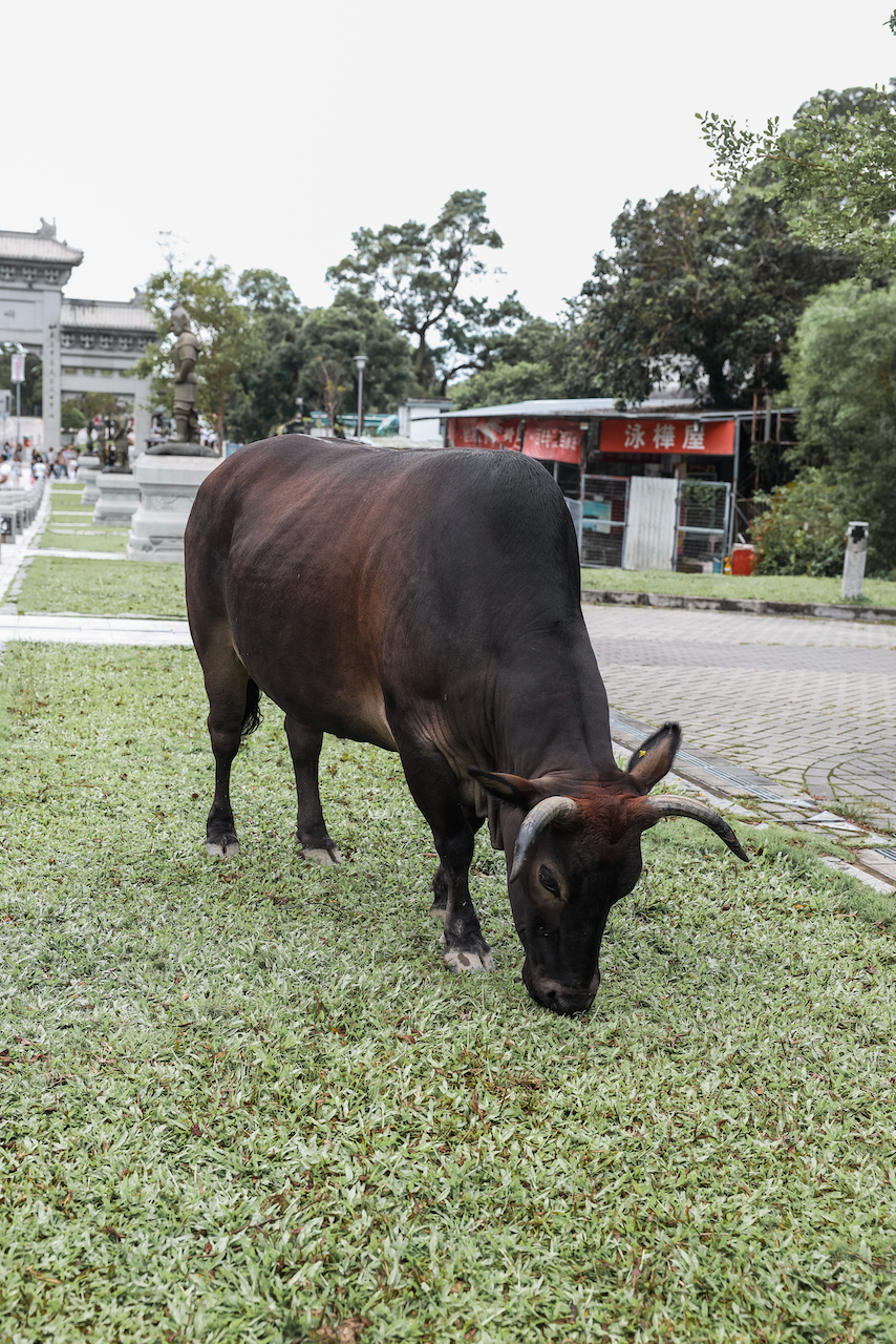 Une vache broutant de l'herbe au Big Buddha - Hong Kong
