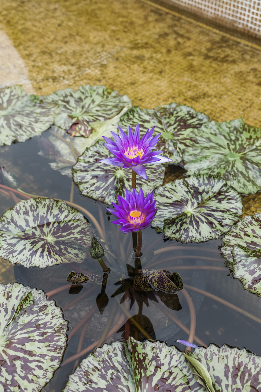 Water Lillies at the Big Buddha - Hong Kong