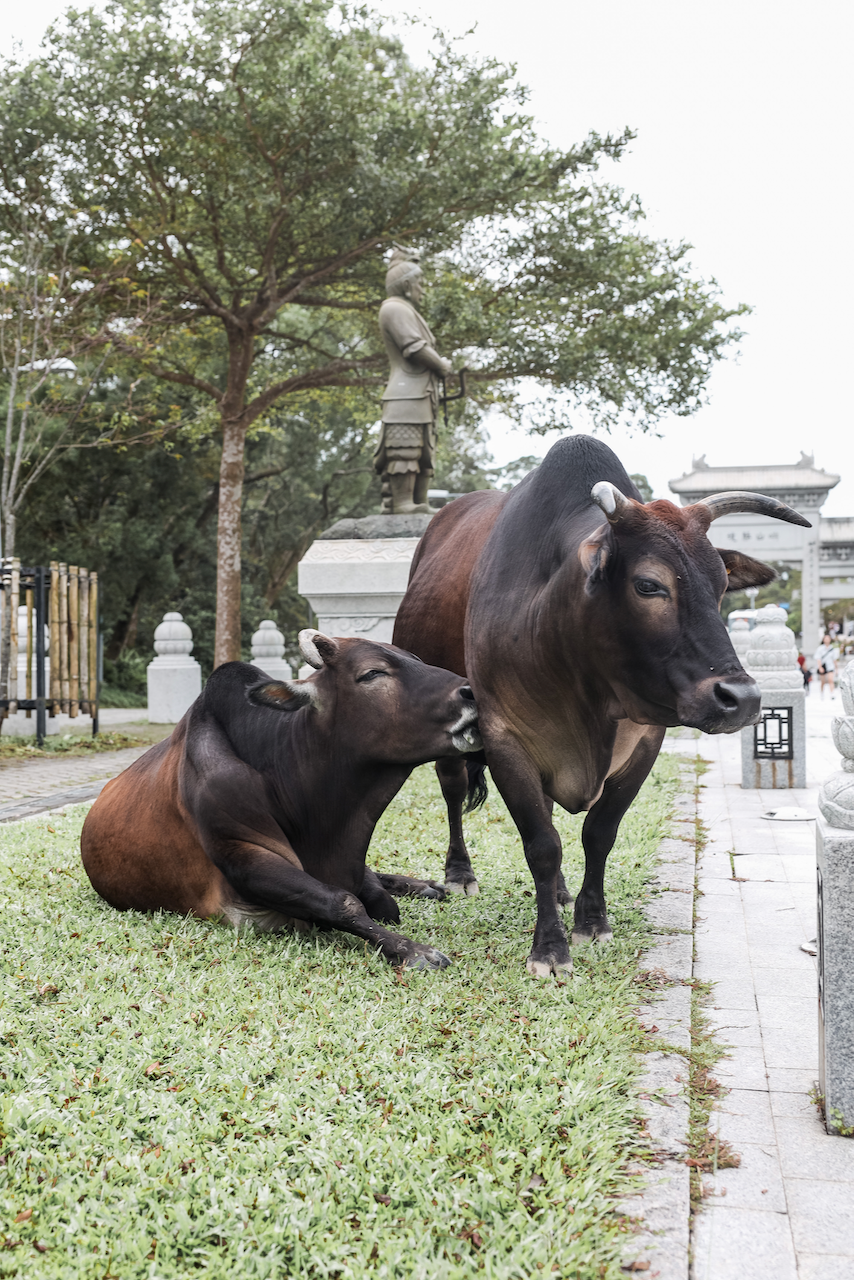 Two cows licking each other at the Big Buddha - Hong Kong