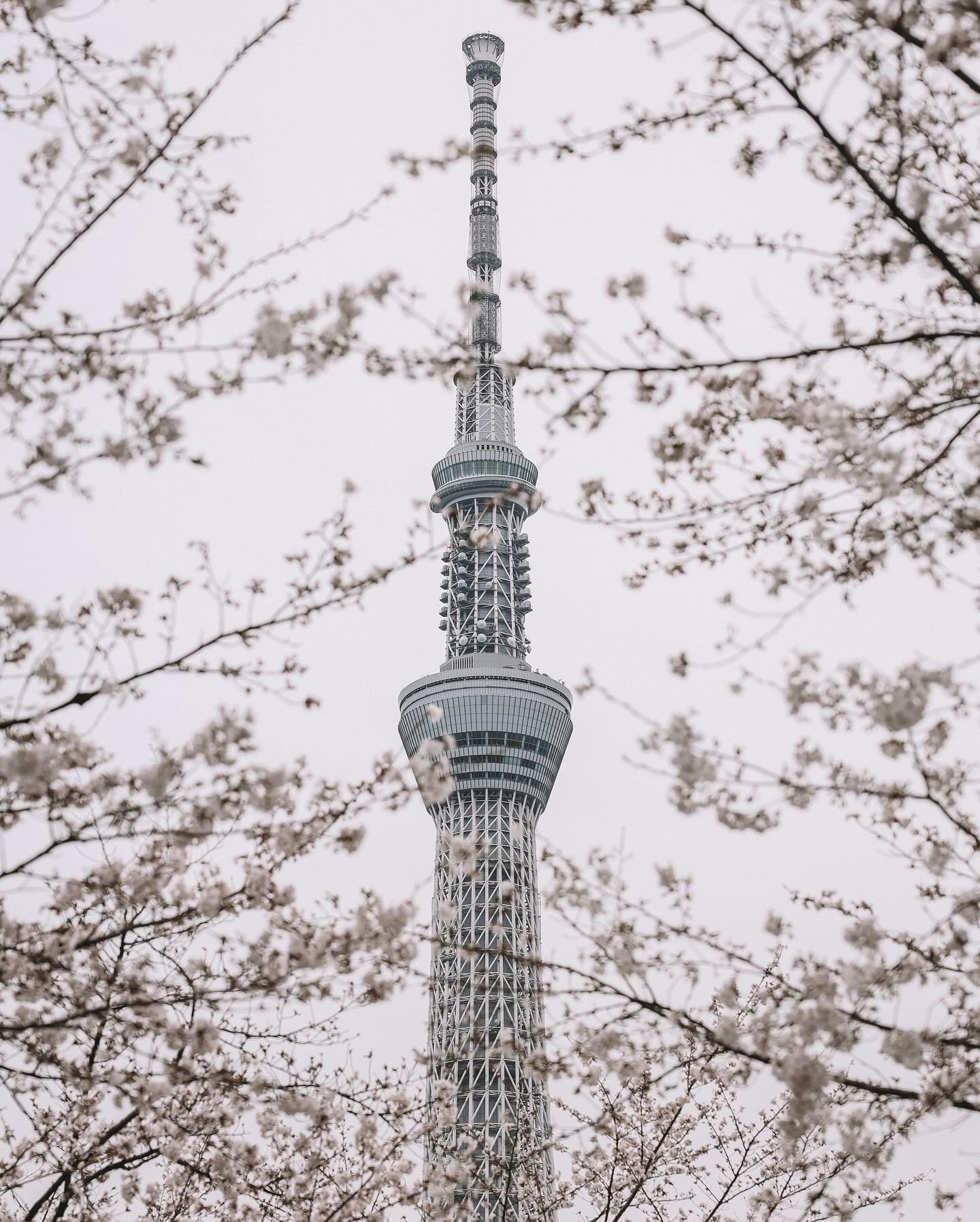 There are two iconic towers in Tokyo: Tokyo SkyTree (first photo) and the Tokyo Tower (second photo) 🗼

Thought it&rsquo;d be cool to capture them both with the cherry blossoms 🌸 

Which one is your favourite?

#tokyoskytree #tokyotower #tokyocherr