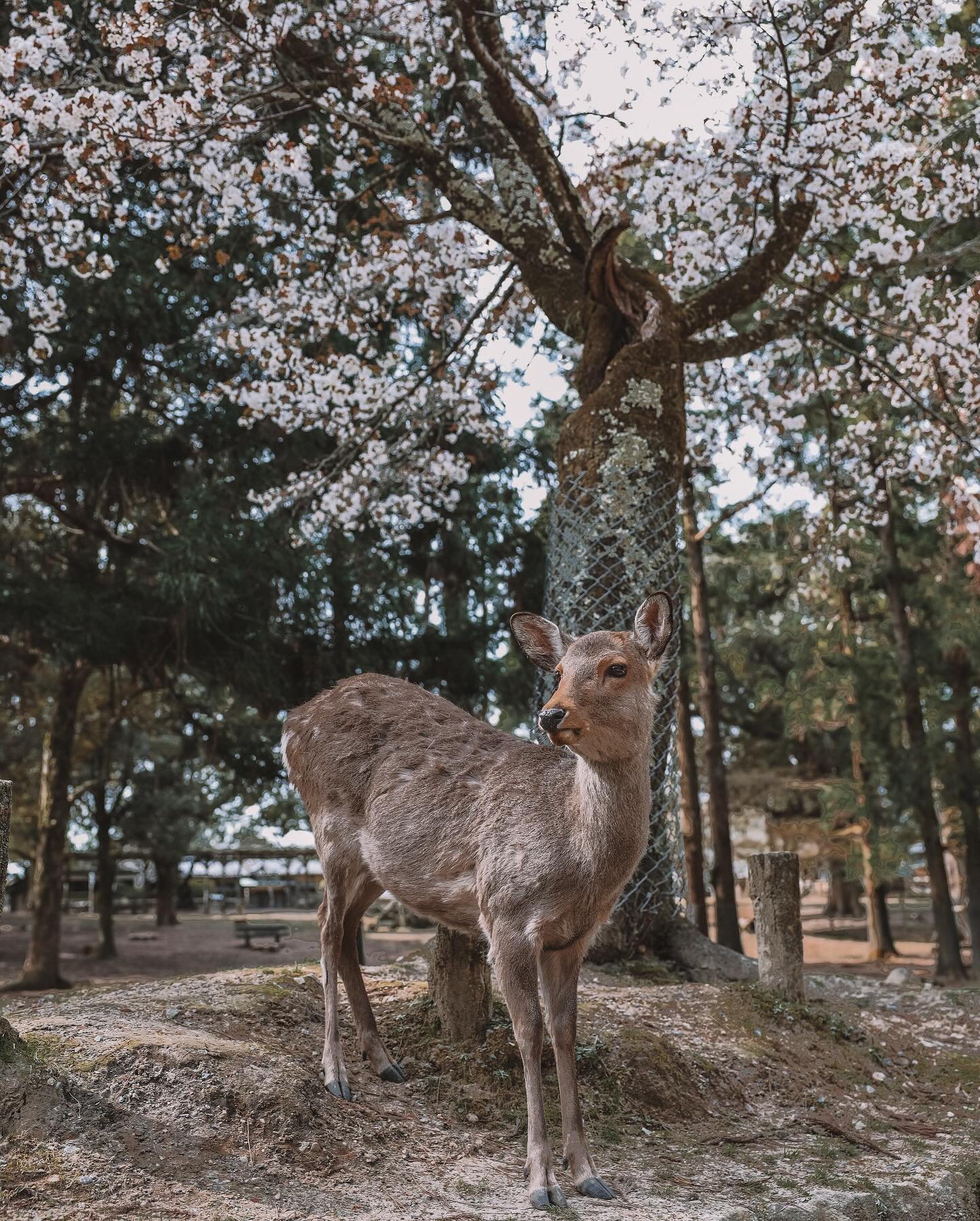 Photo dump from my short day trip to the beautiful city of Nara, where deers  wander around freely 🦌 

#narajapan #naradeers #naraparkjapan #naradaytrip #rokuenpark