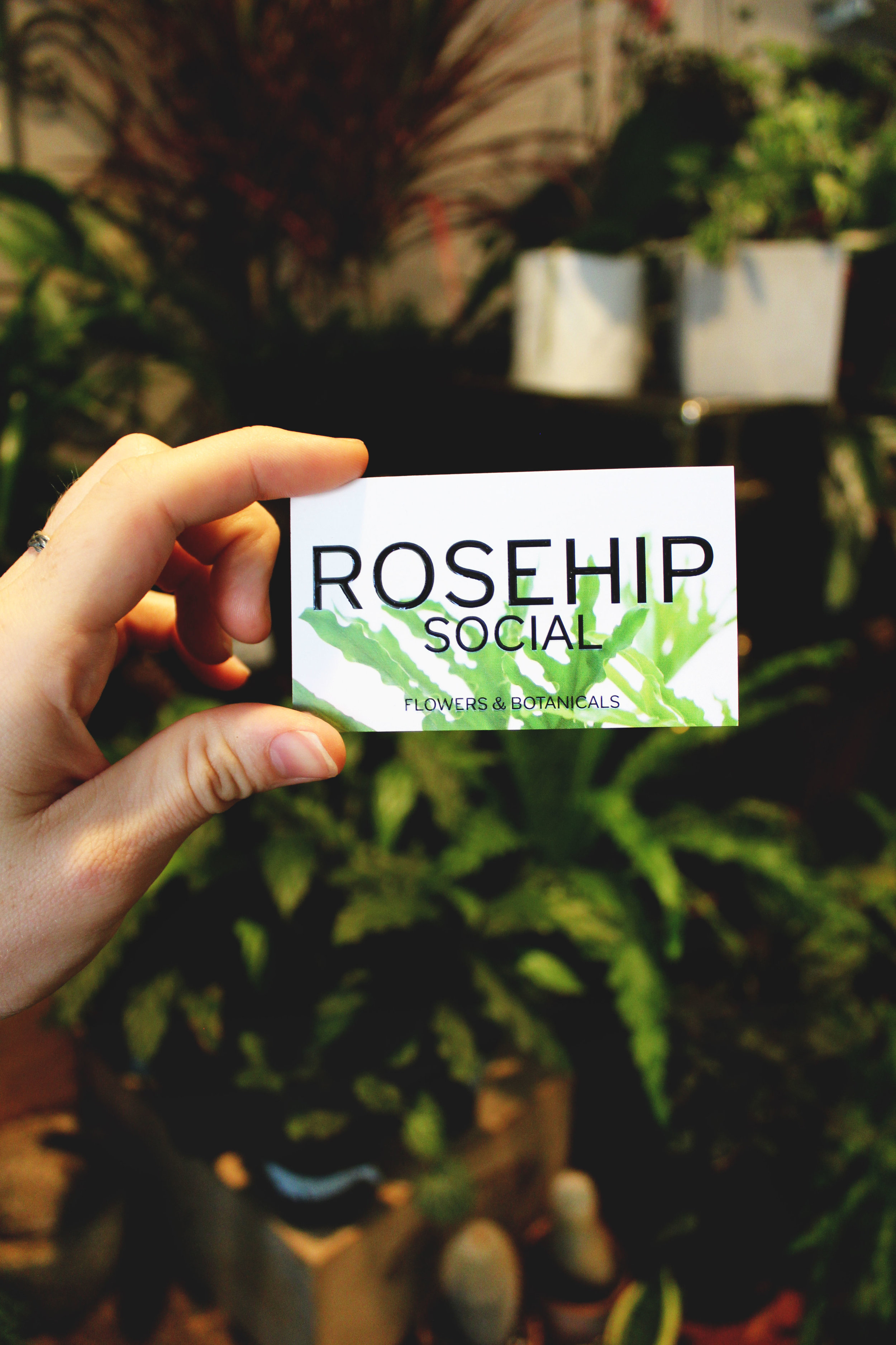 Rosehip Plant Shop Brooklyn
