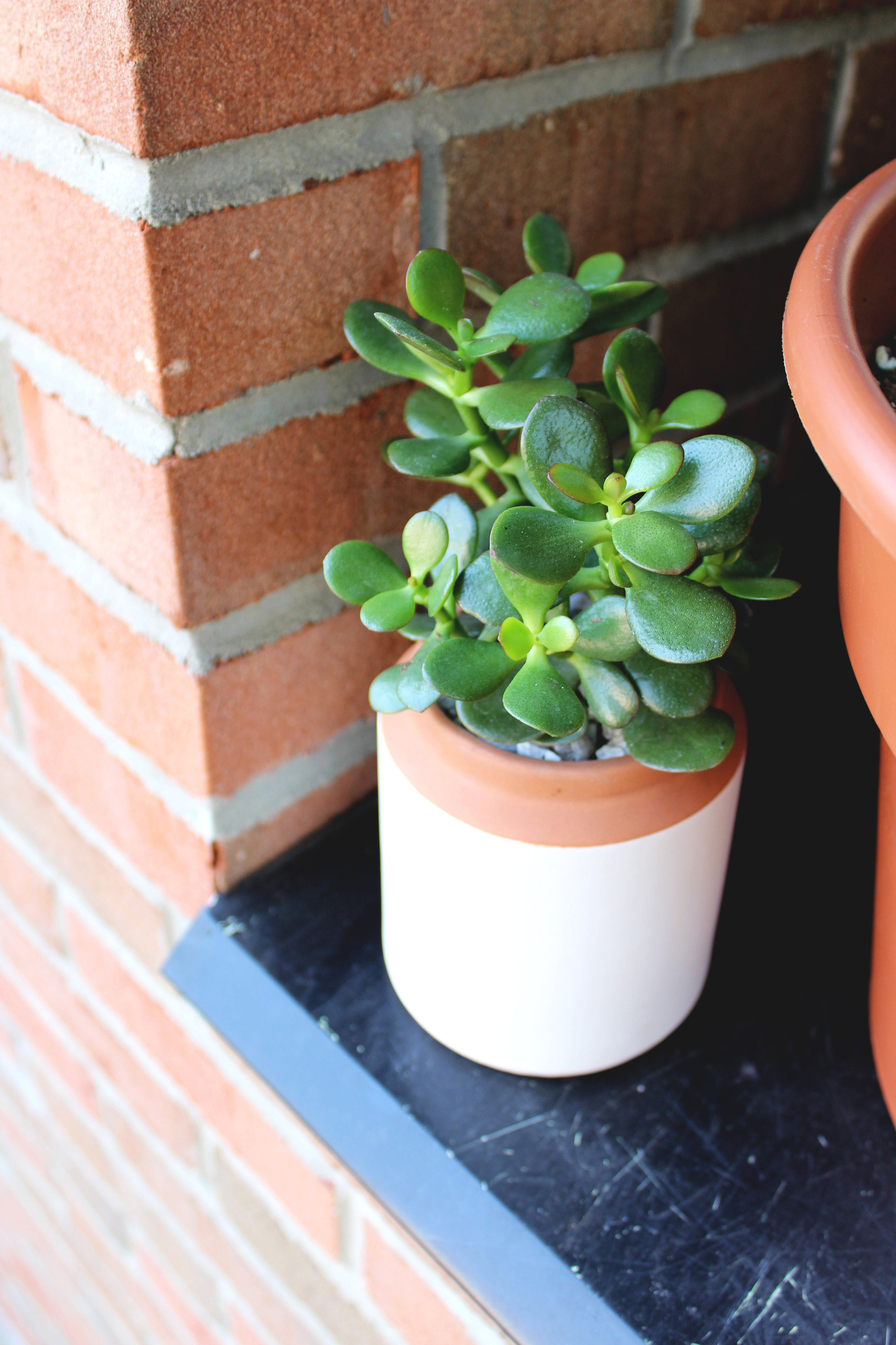 House Plants Succulents Brooklyn NY