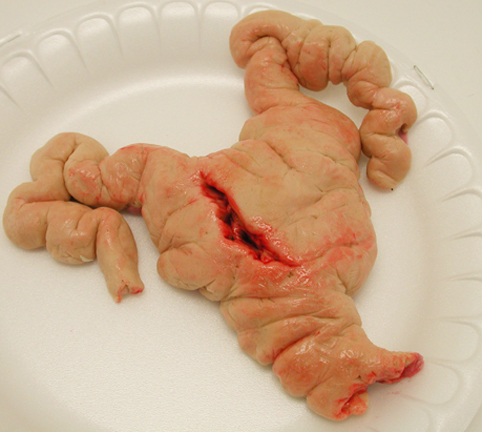 Fondant pig uterus for SNL