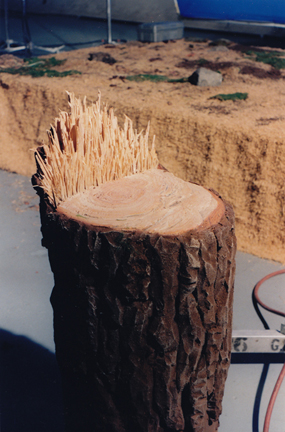 SNL tree stump